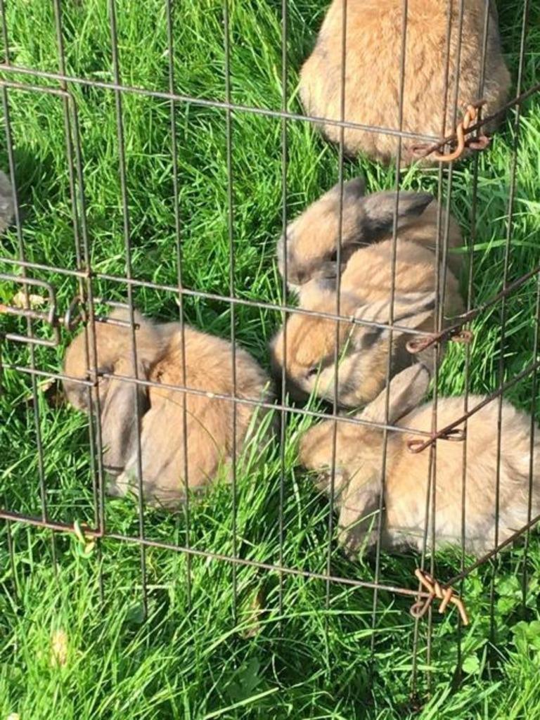Vakantie opvang en oppas aangeboden, Komt aan huis, Oppas