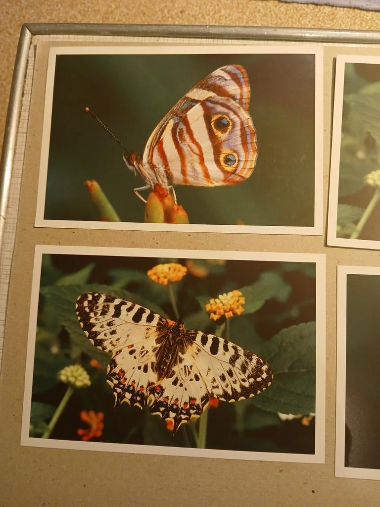 Foto's van vlinders, Ophalen of Verzenden