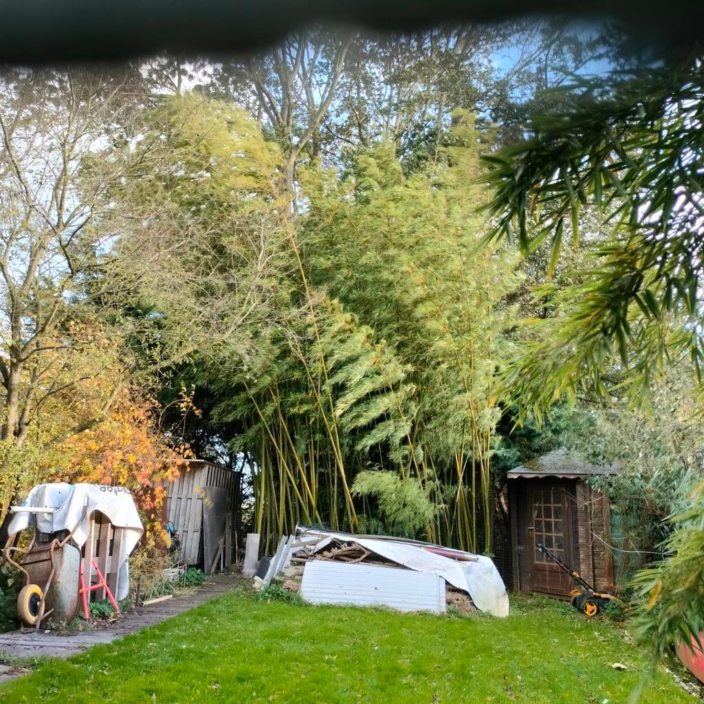 Bamboe, Ophalen, Bloeit niet, Overige soorten, Halfschaduw