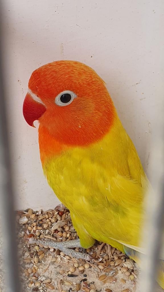 Pastel ino, Geslacht onbekend, Parkiet