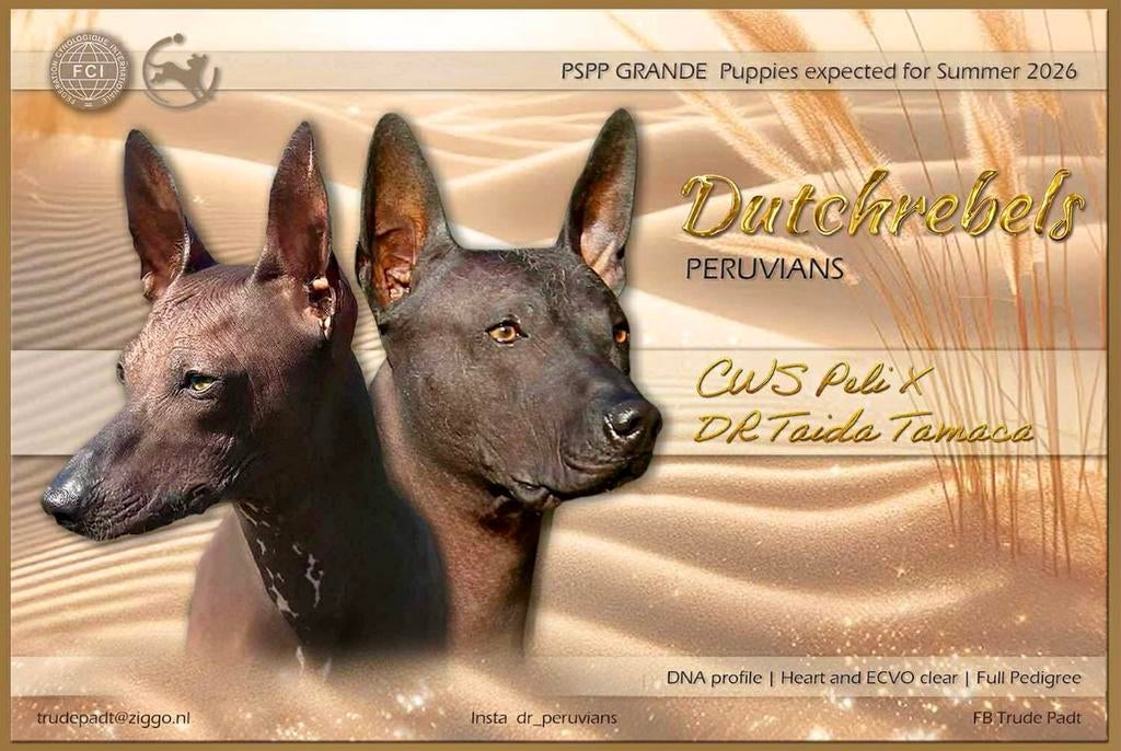 Peruaanse Naakthonden Lente /zomer 2026, Dieren en Toebehoren, Honden | Poolhonden, Keeshonden en Oertypen, Geslacht onbekend