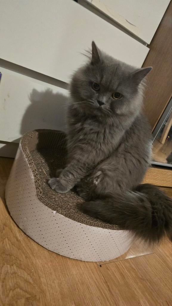 Britse laanghaar Dekkaters, Kater, Ontwormd