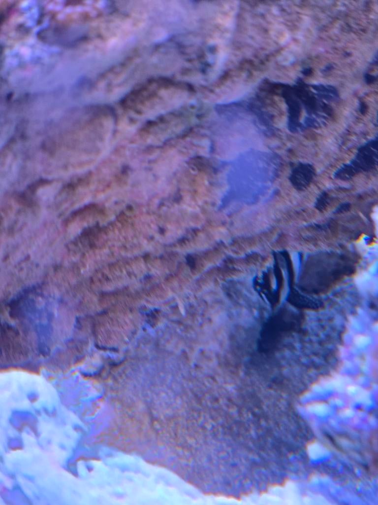 Koppel Pterapogon Kauderni kardinaalbaarzen, Vis, Zoutwatervis