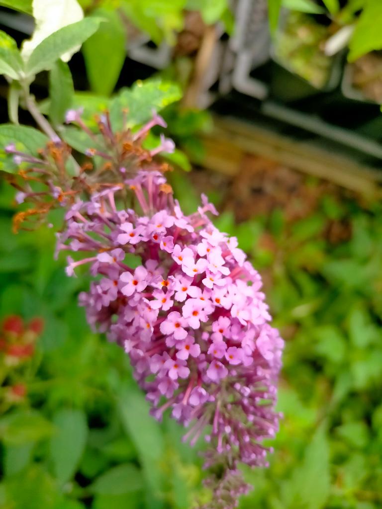 Vlinderstruik, Ophalen, Vlinderstruik, Struik, Minder dan 100 cm