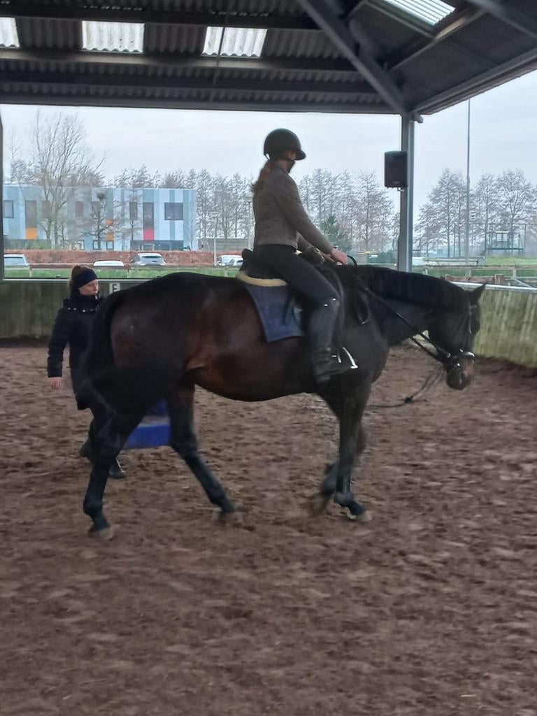 Bijbaantje gezocht tussen de paarden!, Vacatures, Profielen | Scholier zoekt bijbaan, Overige niveaus, Vanaf 5 jaar, Overige vormen