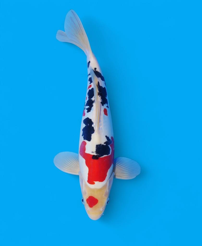 HQ Doitsu sanke prachige koi heel bijzonder japanse selectie, Karper of Koi
