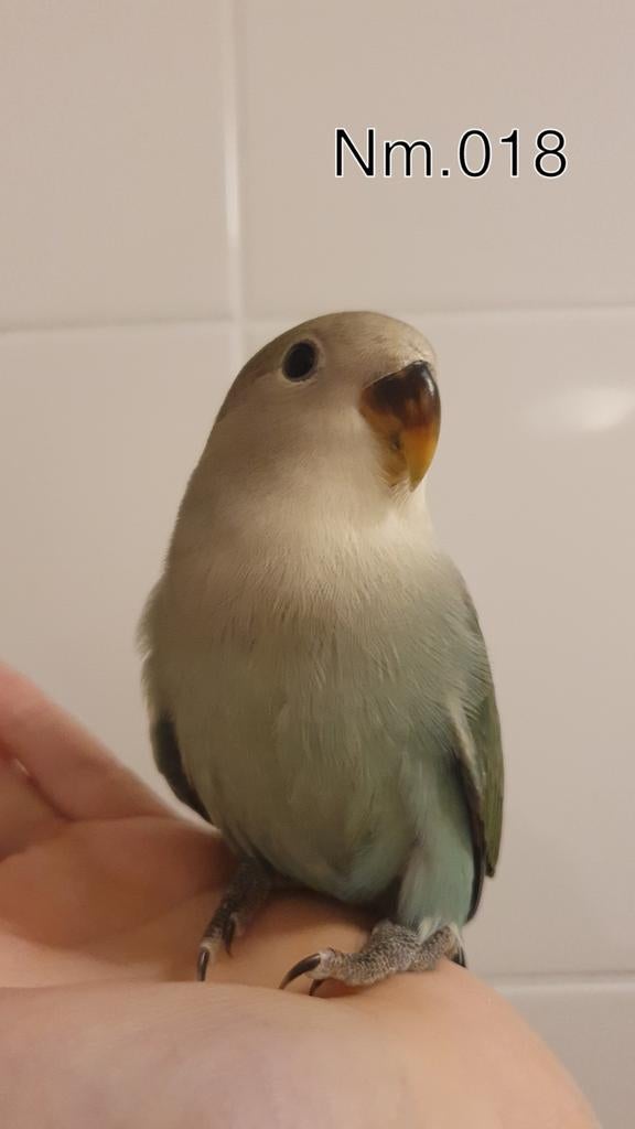 Handtamme baby agapornis. +/- 6 weken oud. zie beschrijving., Dieren en Toebehoren, Vogels | Parkieten en Papegaaien, Geslacht onbekend