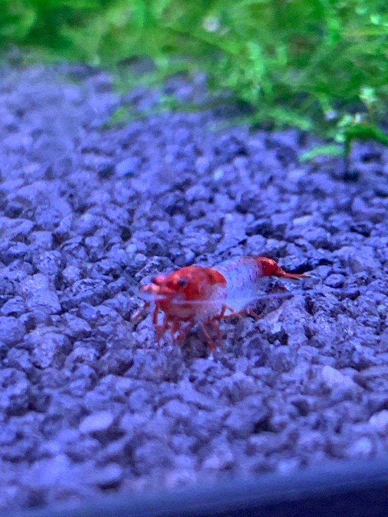 Red rili garnalen, Dieren en Toebehoren, Kreeft, Krab of Garnaal, Zoetwatervis