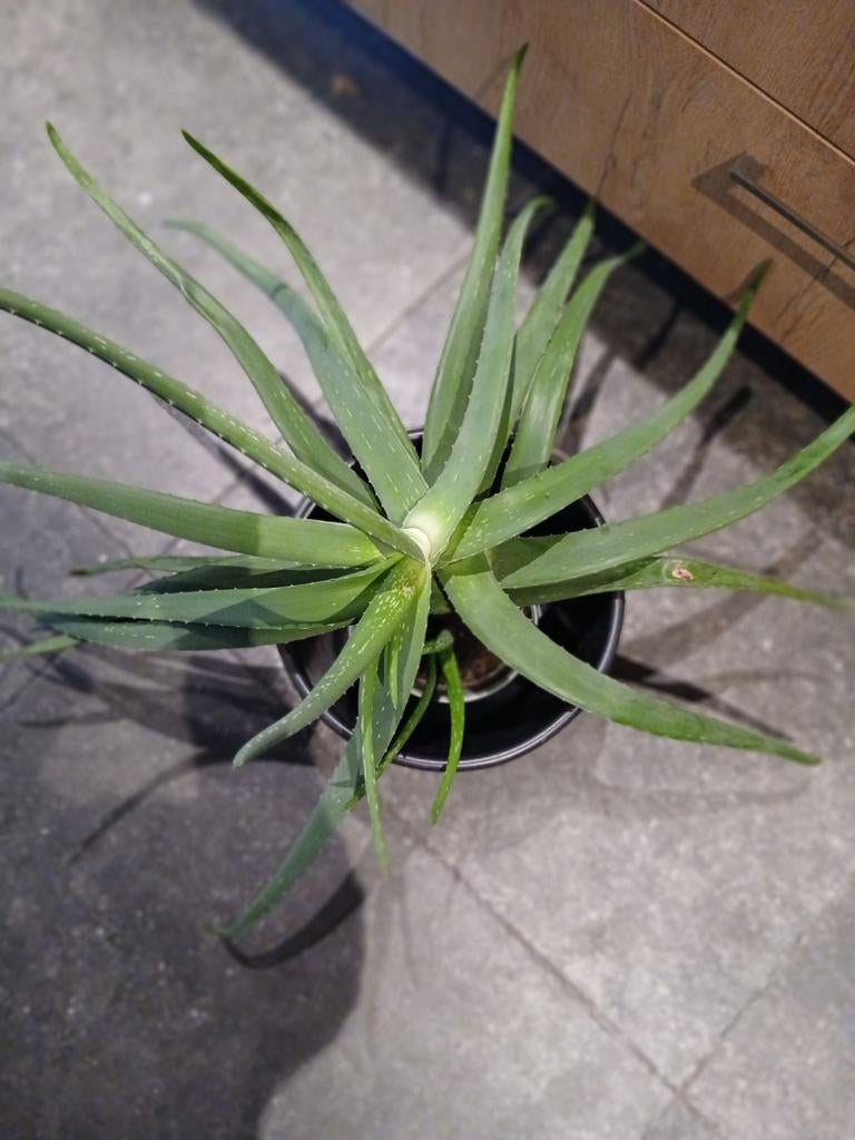 Grote aloë vera plant, cactus, Ophalen, Cactus, Volle zon, Minder dan 100 cm