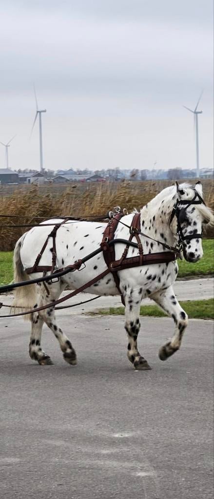 Cognac bruin pony tuig, als nieuw top kwaliteit leer uniek!!, Ophalen of Verzenden, Gebruikt, Overige soorten