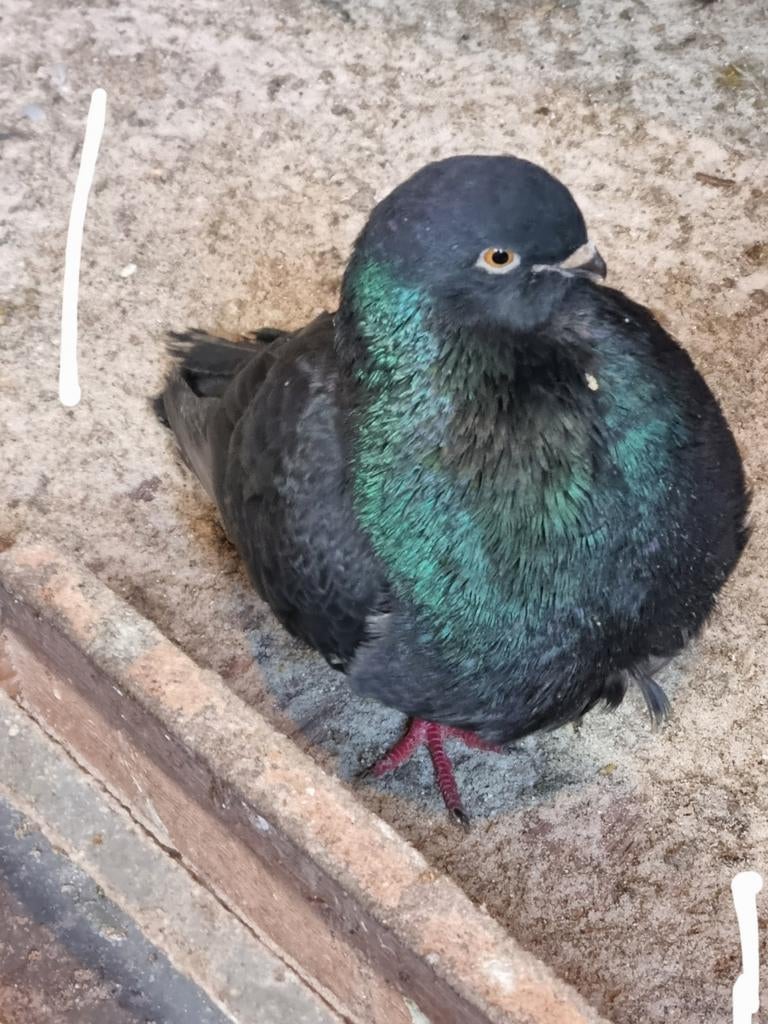 Duiven Gratis, Dieren en Toebehoren, Vogels | Duiven, Meerdere dieren, Overige soorten