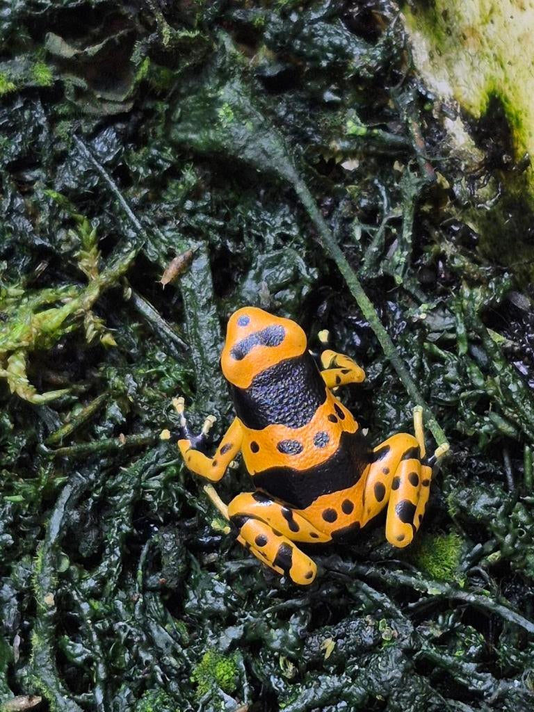 Dendrobates leucomelas Frog - unknown for sale from jasper