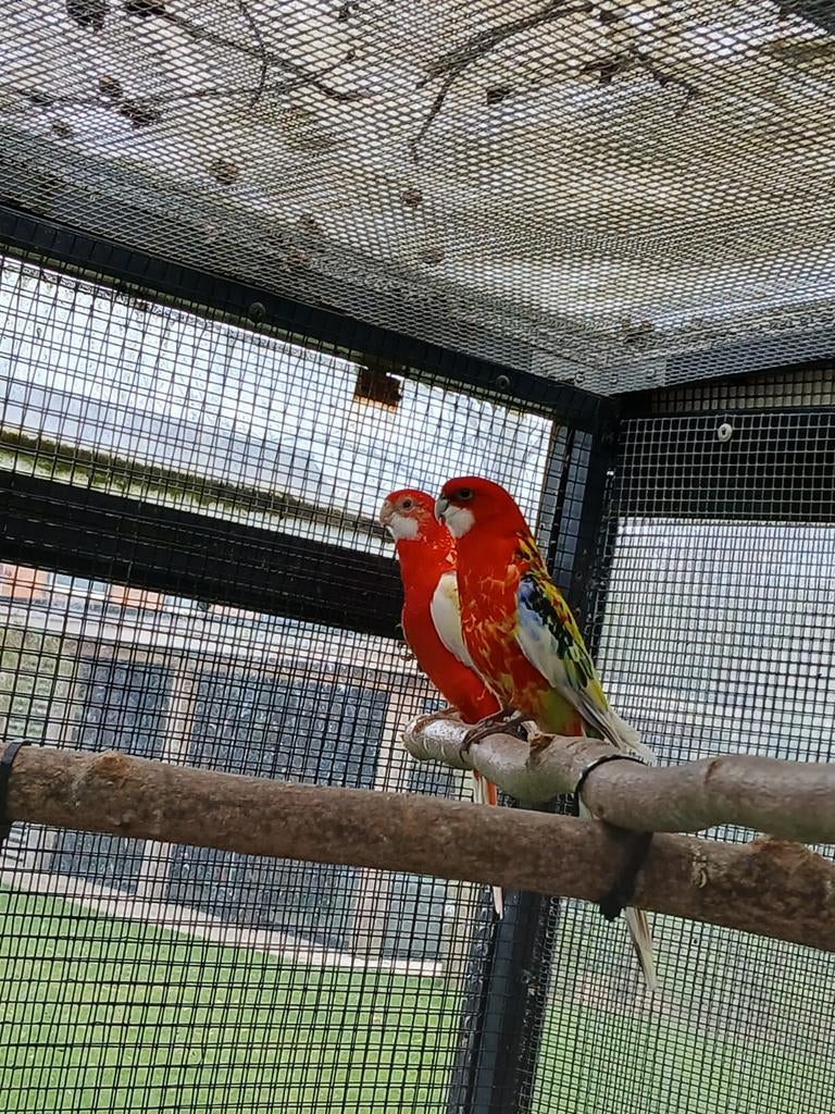 Rossela koppel, Meerdere dieren, Parkiet, Geringd