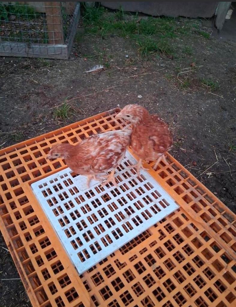 Jonge bruine legkippen, Dieren en Toebehoren, Pluimvee, Vrouwelijk, Kip