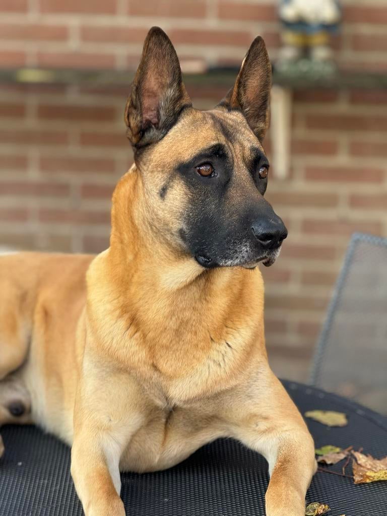 Mechelse Herder Yaman, 6 jaar. Zoekt nieuwe huis!, Dieren en Toebehoren, 6 jaar of ouder, Reu, Parvo, Eén hond