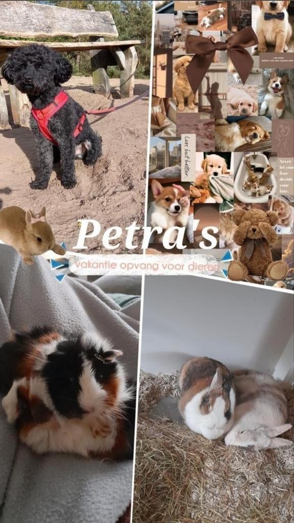 Petra's dierenopvang  het hele jaar oppas, Dieren en Toebehoren, Ophalen of Verzenden