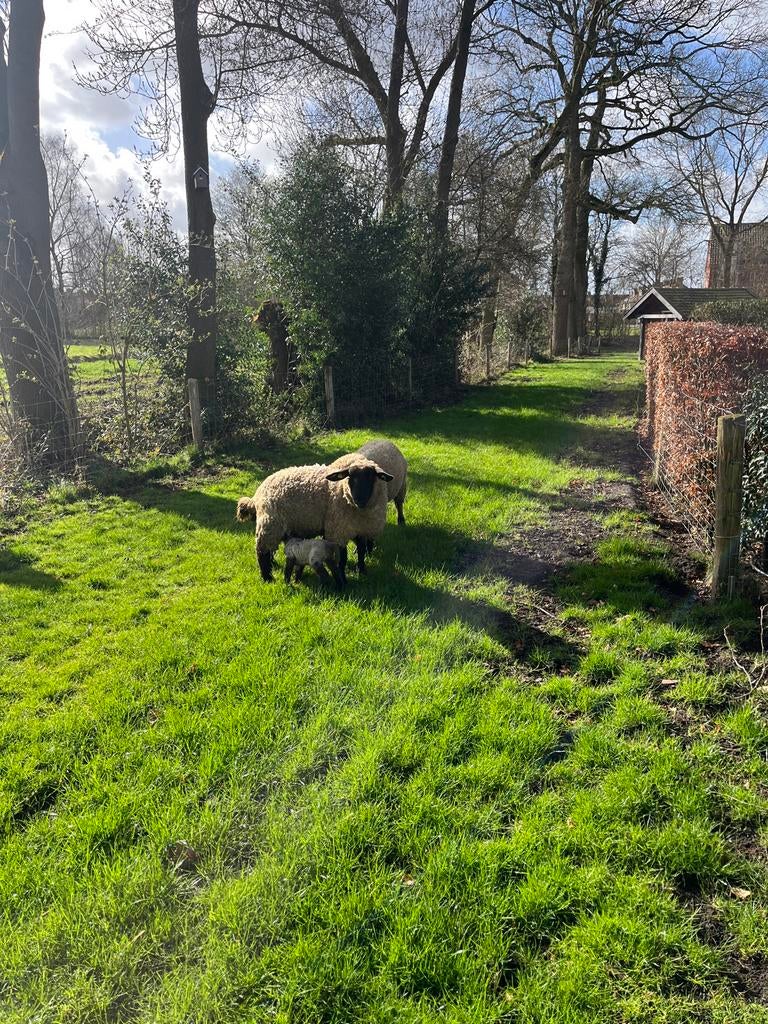 Suffolk ooi + ram lam van maart te koop, Dieren en Toebehoren, Schapen, Geiten en Varkens, Meerdere dieren, Schaap