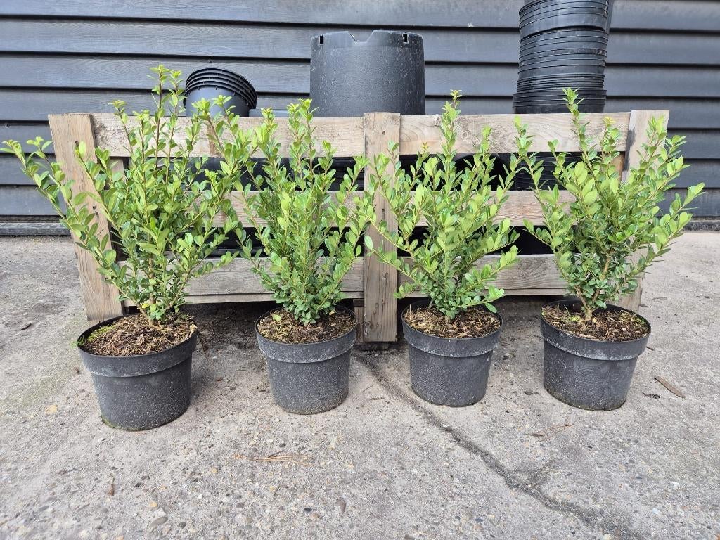 Ilex Crenata Caroline Upright - ideale buxusvervanger, Ophalen of Verzenden, Hulst, Haag, Minder dan 100 cm