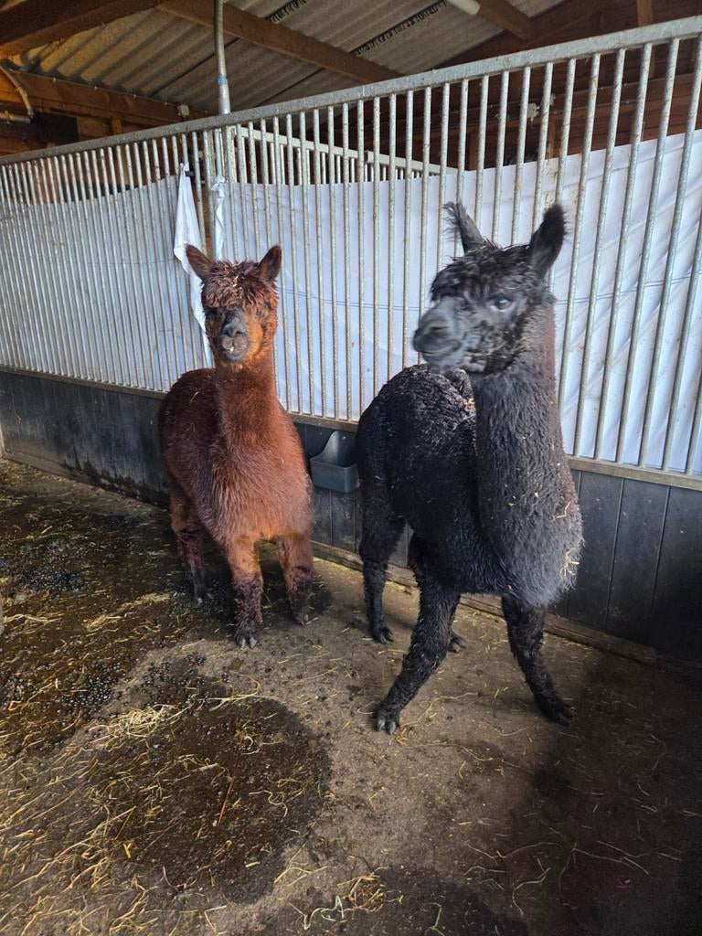 Alpaca, Maart, Vrouwelijk