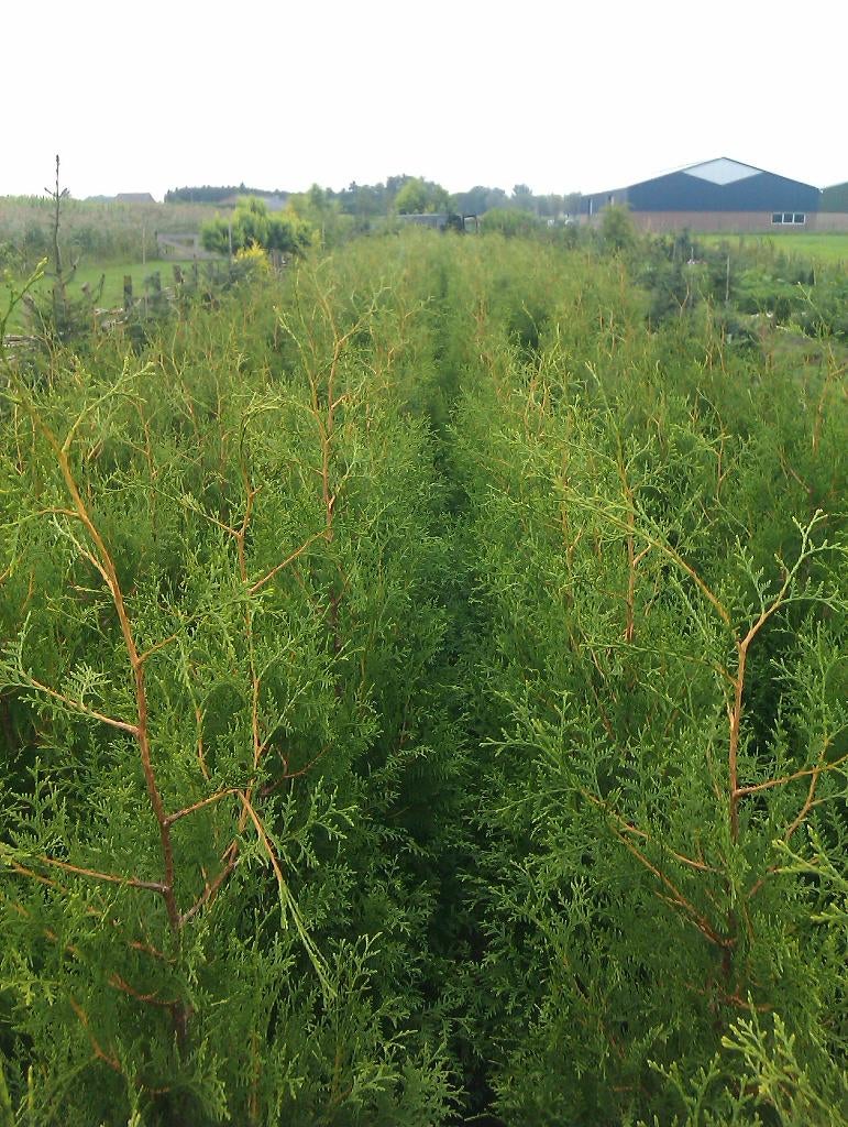 Haagconiferen Thuja Brabant en King of Brabant 100 tm 180cm, Ophalen, Conifeer, Haag, 100 tot 250 cm