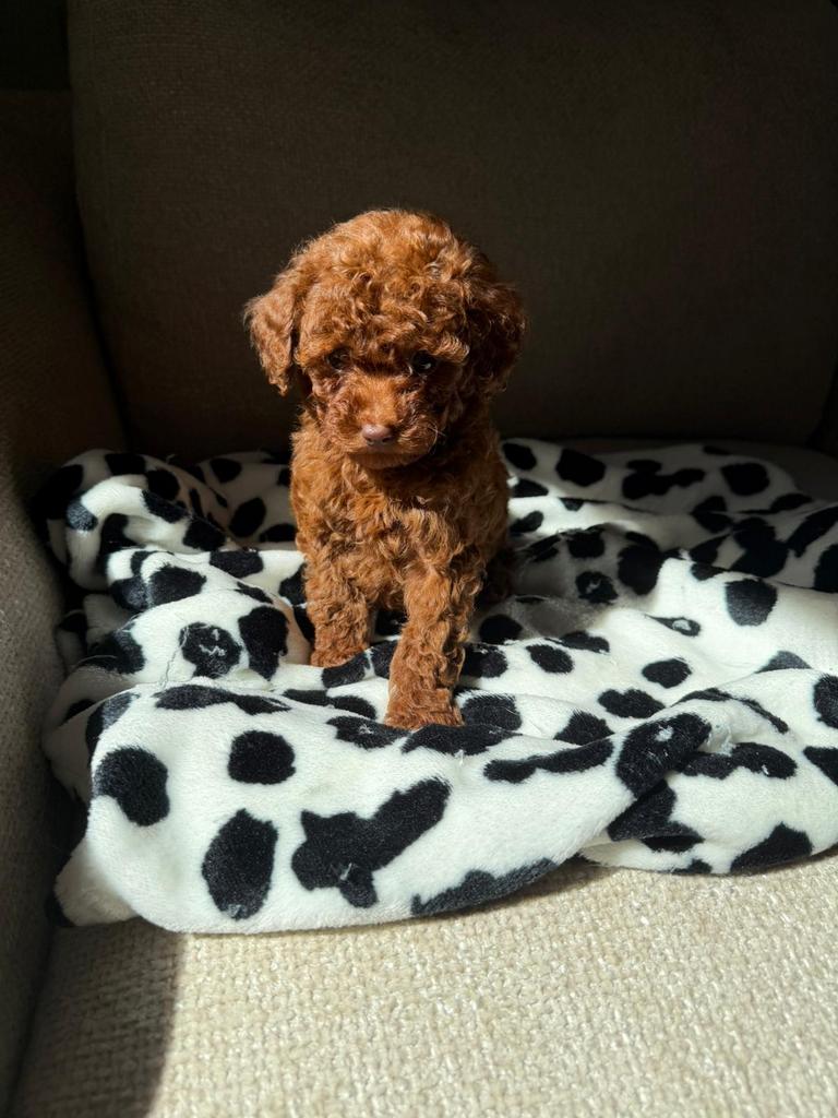 Toy poedel / Toy poodle, Dieren en Toebehoren, Poedel, Particulier, 15 weken tot 1 jaar, Buitenland
