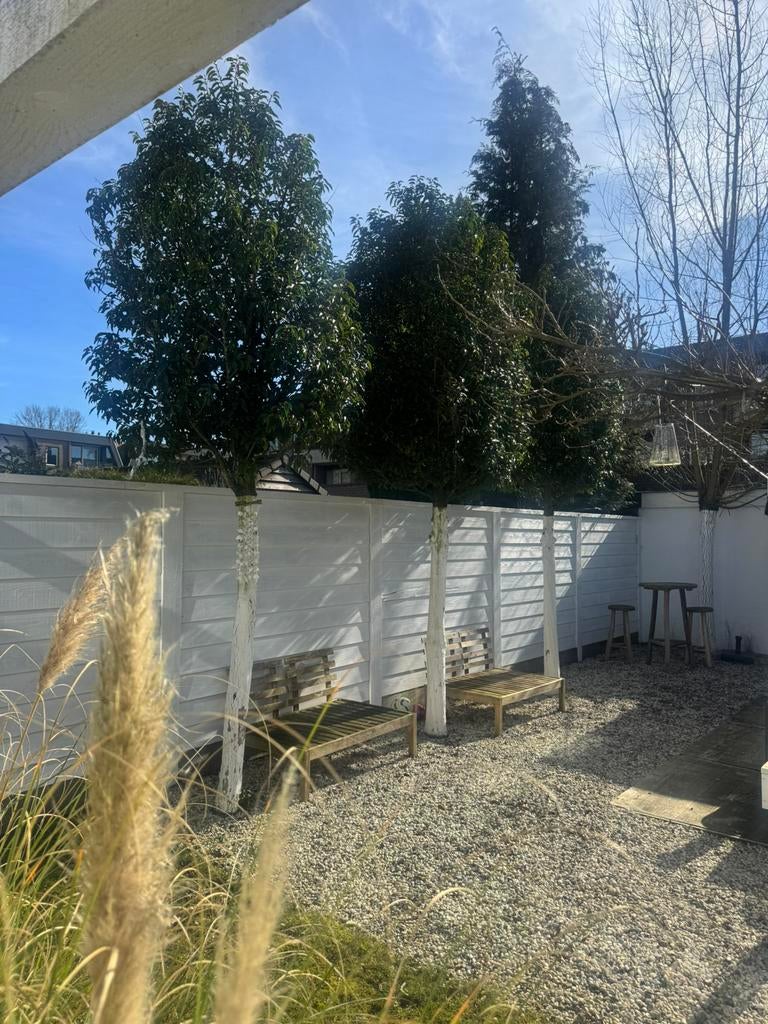 3 portugees laurier bomen, Tuin en Terras, Planten | Bomen, Ophalen, Halfschaduw, Overige soorten, 100 tot 250 cm