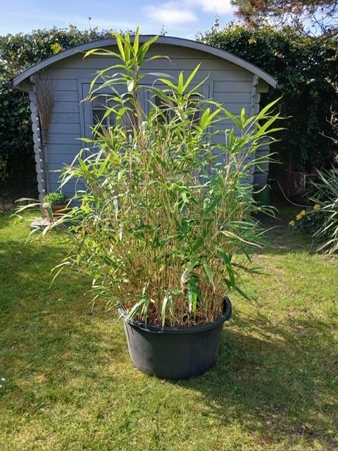 Bamboe fargesia, Tuin en Terras, Planten | Tuinplanten, Vaste plant, Bloeit niet, Halfschaduw, Ophalen