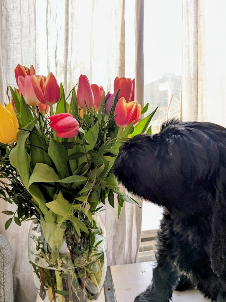 Labradoodle pup zoekt huisje, Overige rassen, 8 tot 15 weken, Teef, Parvo