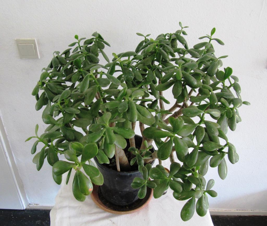 Grote Crassula Ovata, Vetplant, Ophalen, Halfschaduw, Minder dan 100 cm