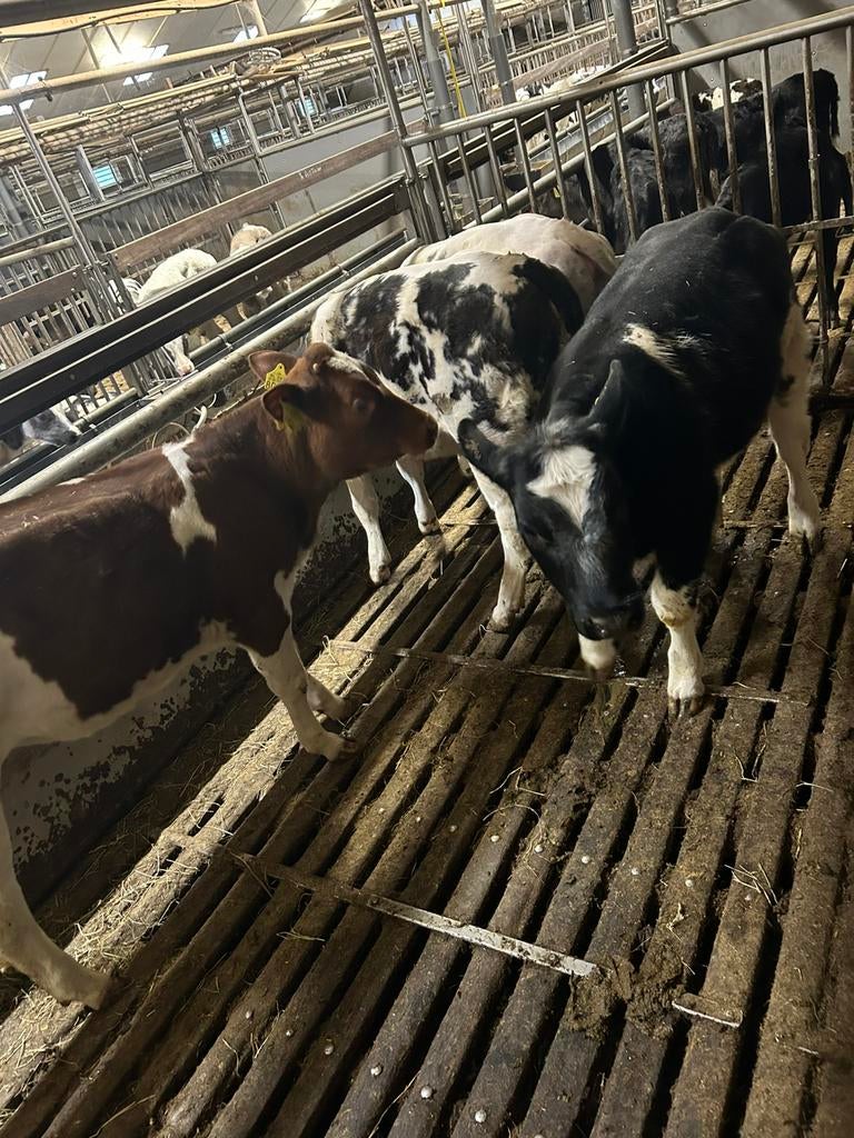 Luxe BB vaars kalveren, Dieren en Toebehoren, Runderen, Vrouwelijk, 0 tot 2 jaar