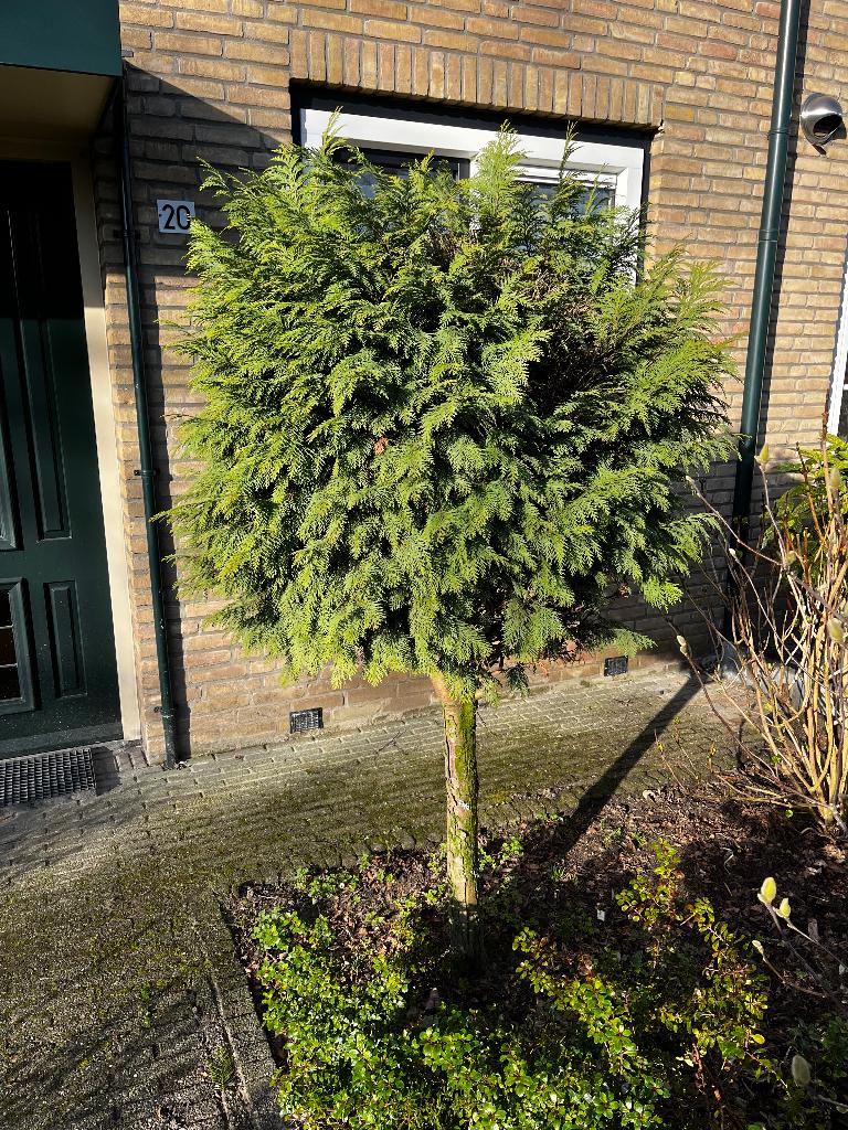 Conifeer op stam (2m hoog), Tuin en Terras, Bloeit niet, Halfschaduw, 100 tot 250 cm, Ophalen