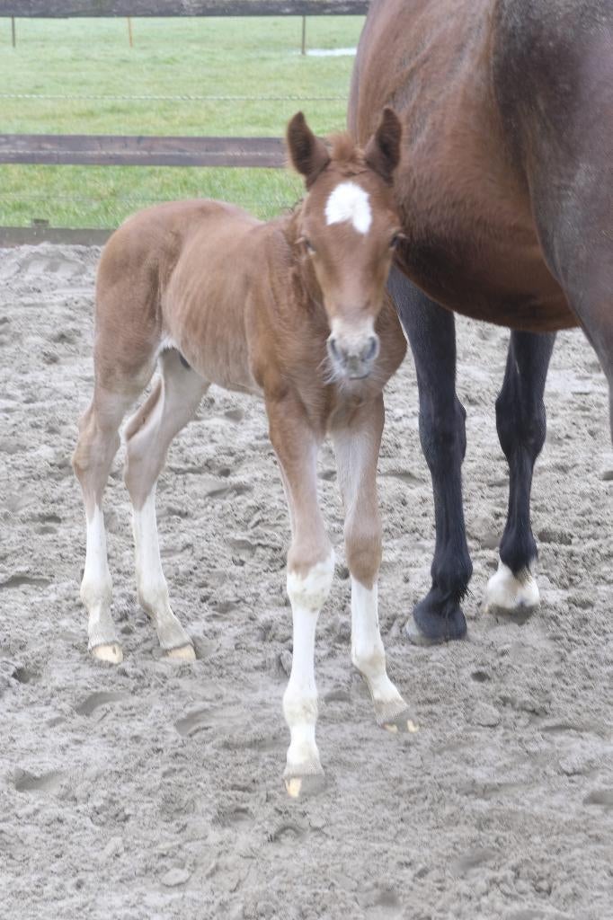 heel mooi luxe hengstveulen uit predicaatrijke stam, Dieren en Toebehoren, Paarden, Met stamboom, Niet van toepassing, Dressuurpaard