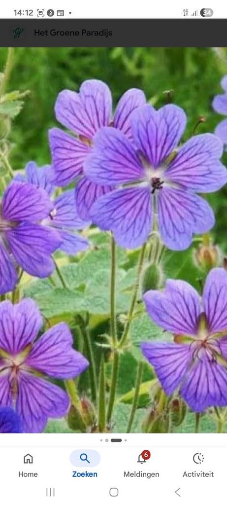 Tuin geranium, Ophalen, Overige soorten, Volle zon