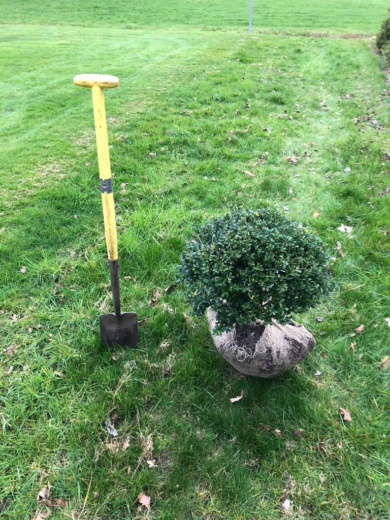 Ilex crenata bollen, Ophalen, Hulst, Minder dan 100 cm
