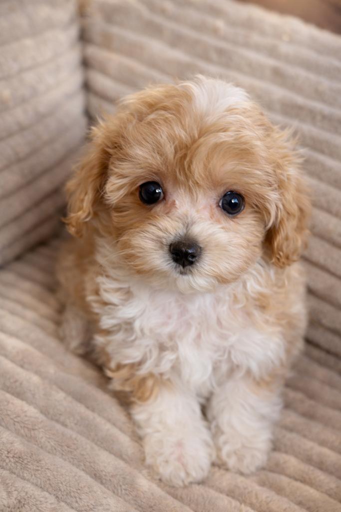 Maltipoo pups  teefje 1750€ super klein reu 1650, Nederland, Parvo, Overige rassen, 8 tot 15 weken