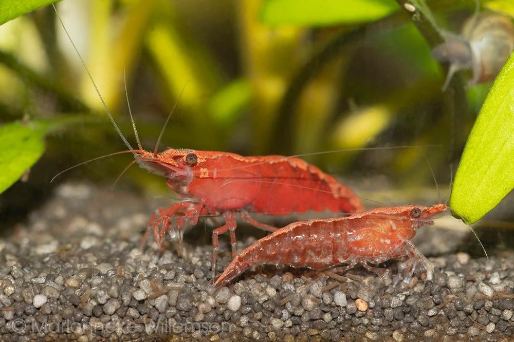 Vuurgarnalen, Dieren en Toebehoren, Vissen | Aquariumvissen, Kreeft, Krab of Garnaal, Zoetwatervis