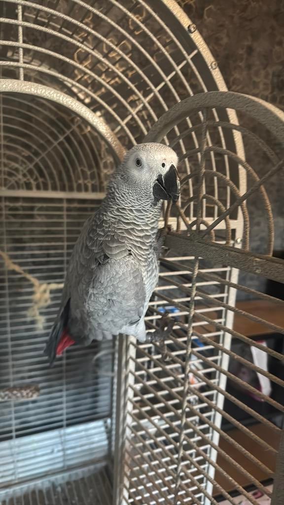 Grijze rood staart papegaai+kooi+stok, Dieren en Toebehoren, Vogels | Hokken en Kooien, Ophalen, Metaal, Vogelkooi