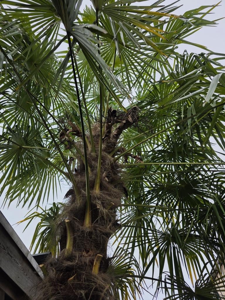 Chinese Waaierpalm/palmboom, Tuin en Terras, Planten | Bomen, 100 tot 250 cm, Zomer, Palmboom, Ophalen