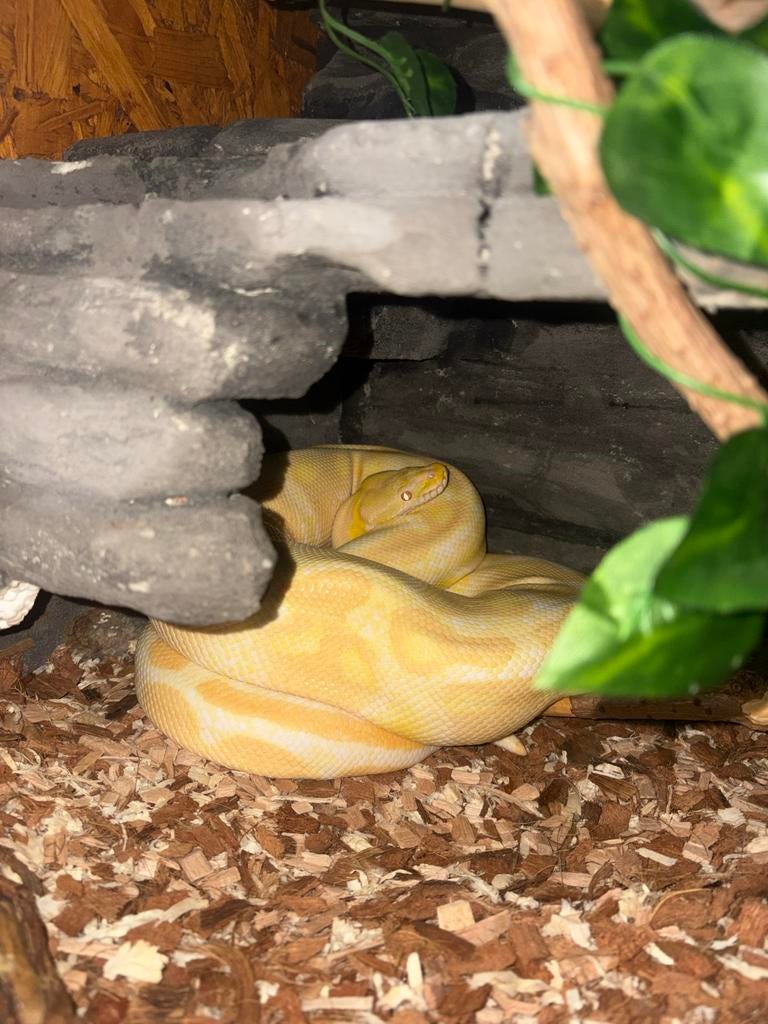 Volwassen albino koningspython Ball Python - unknown for sale from ts8xd9br5j