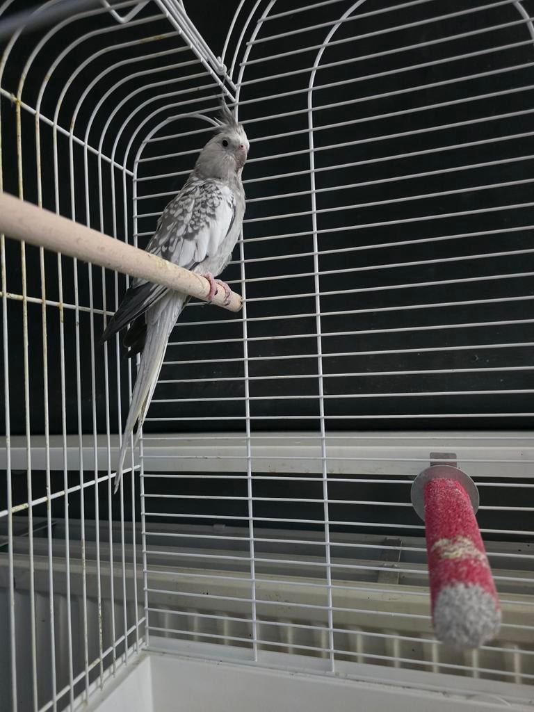 Valkparkiet inclusief kooi, Dieren en Toebehoren, Vogels | Parkieten en Papegaaien, Parkiet, Geslacht onbekend