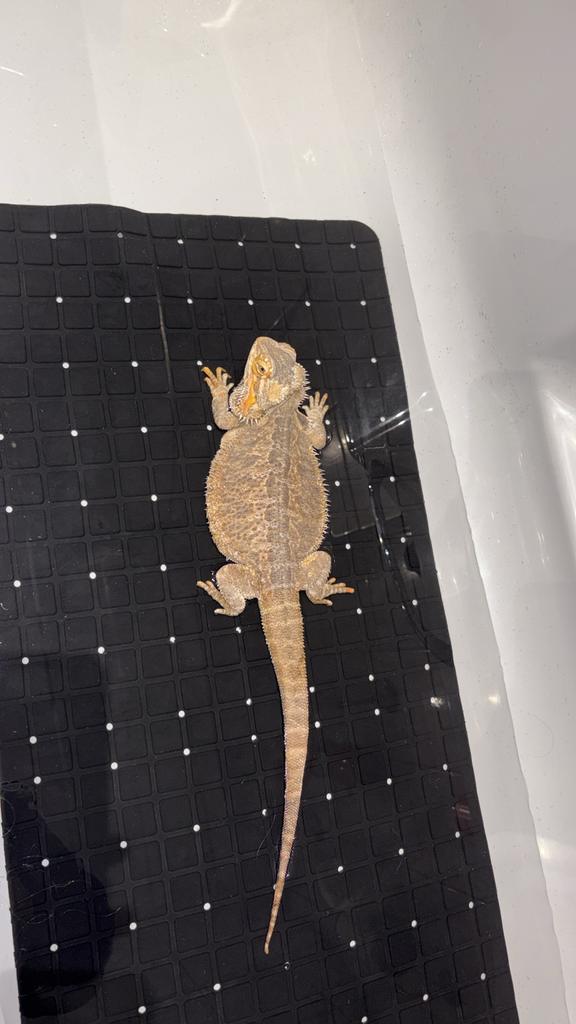Baardagaam vrouw Bearded Dragon - female for sale from Silvana