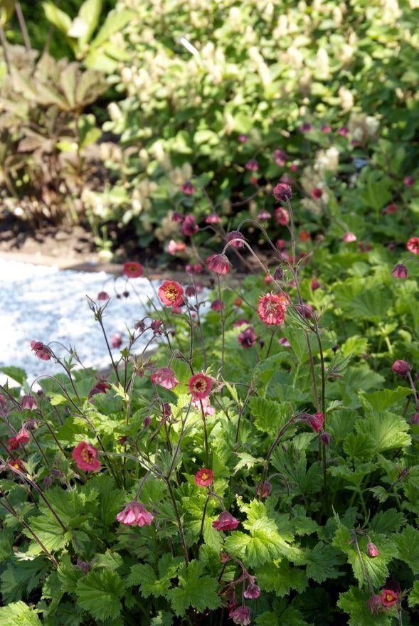 Vaste planten: geume, knikkend nagelkruid, p9, Overige soorten, Vaste plant, Ophalen of Verzenden, Halfschaduw