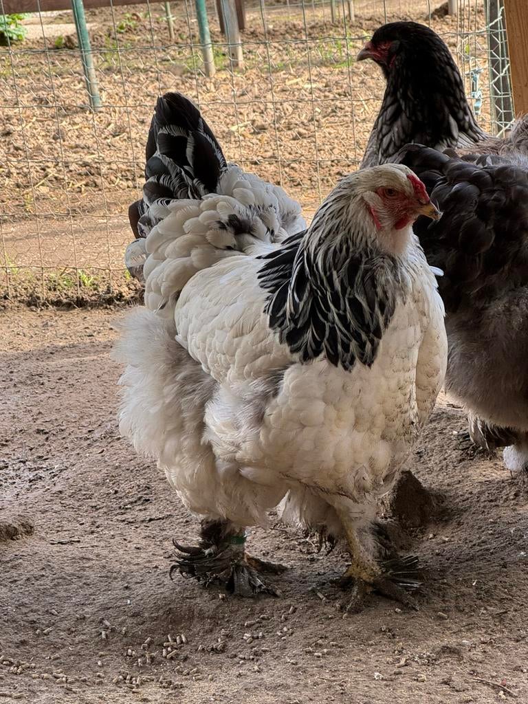 2 brahma hennen van 2025., Dieren en Toebehoren, Pluimvee, Vrouwelijk, Kip