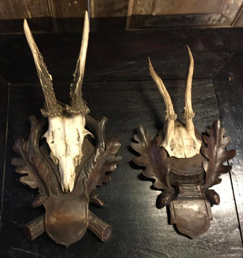 Antieke jachttrofeeën: 2 geweien op houtsnijwerk, ca. 1910, Ophalen of Verzenden