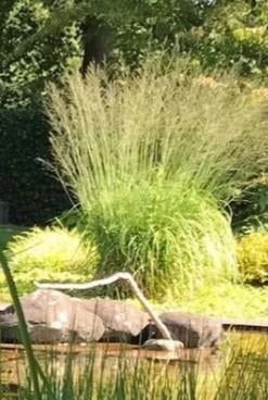 Vaste plant MOLINIA ARUNDINACEA BERGFREUD (siergras), Tuin en Terras, Ophalen, Volle zon