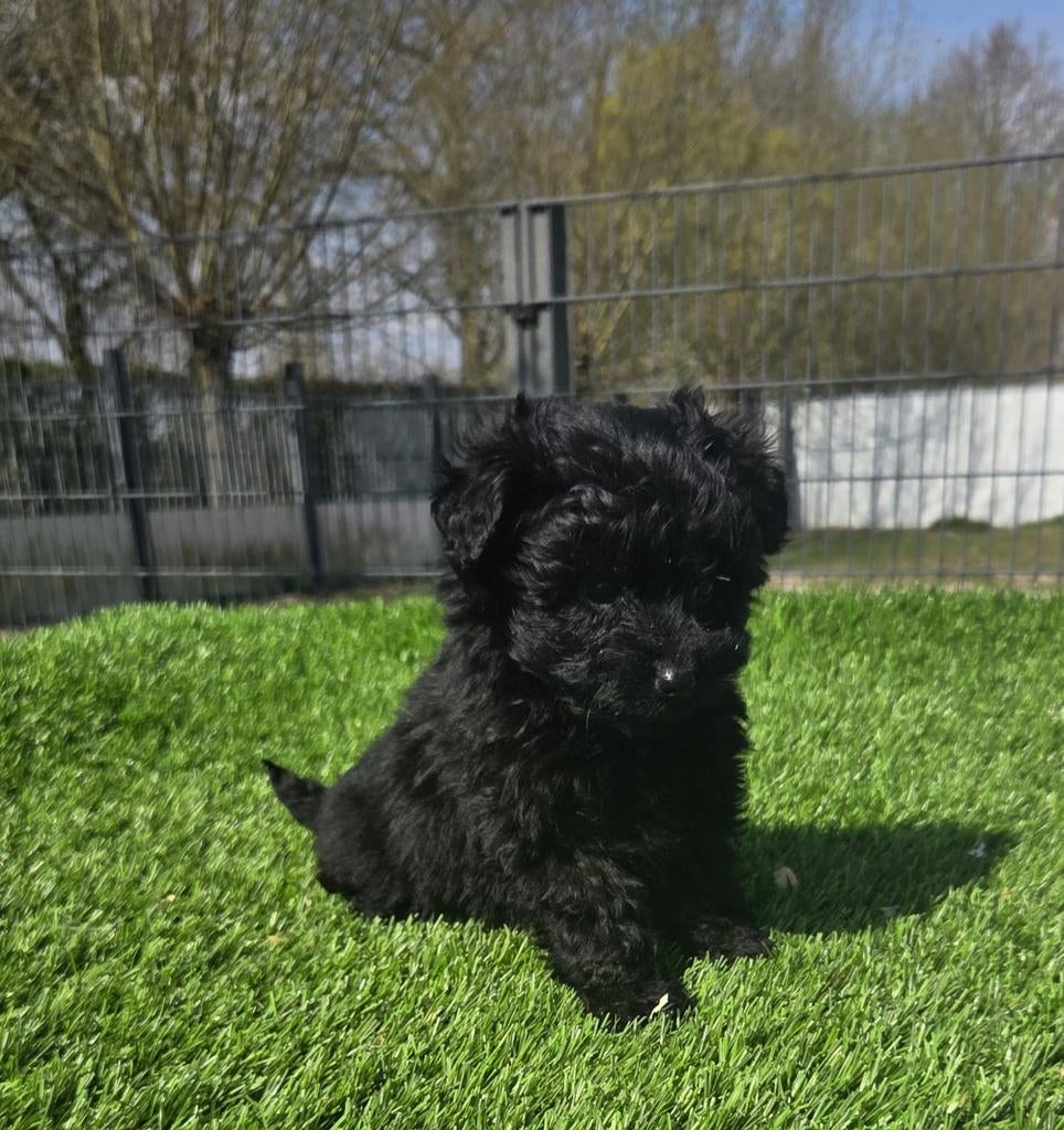 POMAPOO PUPS  (pomeriaan x dwerg poedel), Parvo, Nederland, 8 tot 15 weken, Meerdere