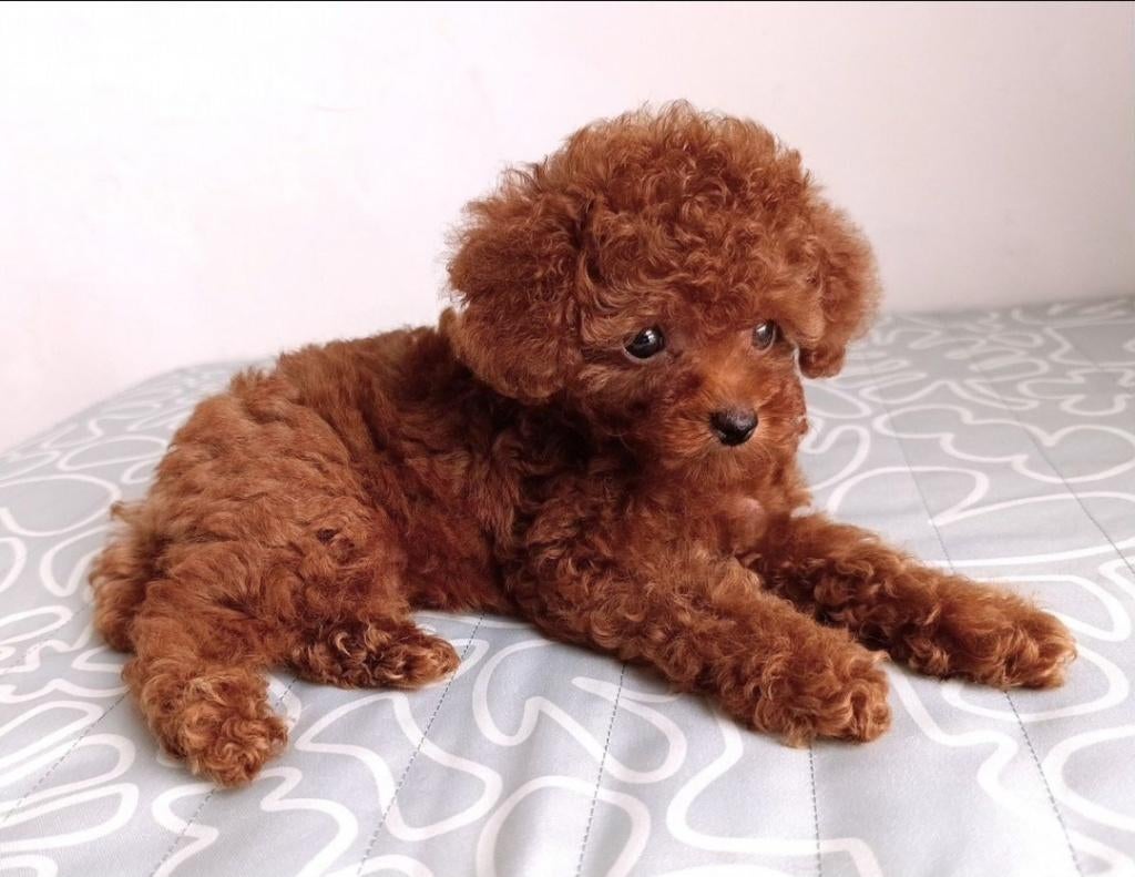 Toy poedel/ toypoedel pups, Dieren en Toebehoren, Poedel, 8 tot 15 weken, Parvo, Meerdere dieren