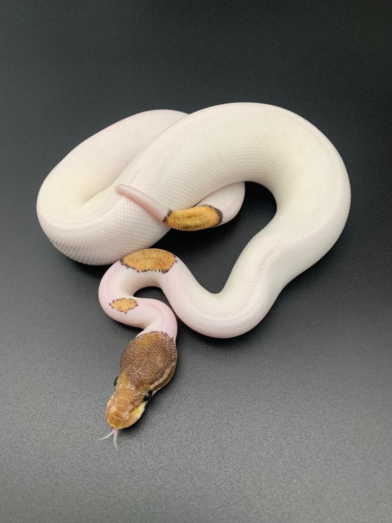 0.1 mojave piebald python regius Ball Python - female for sale from DemonSnakes