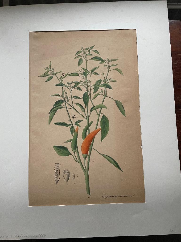 Nees von Esenbeck Capsicum annuum 1828 (Duits), Ophalen of Verzenden
