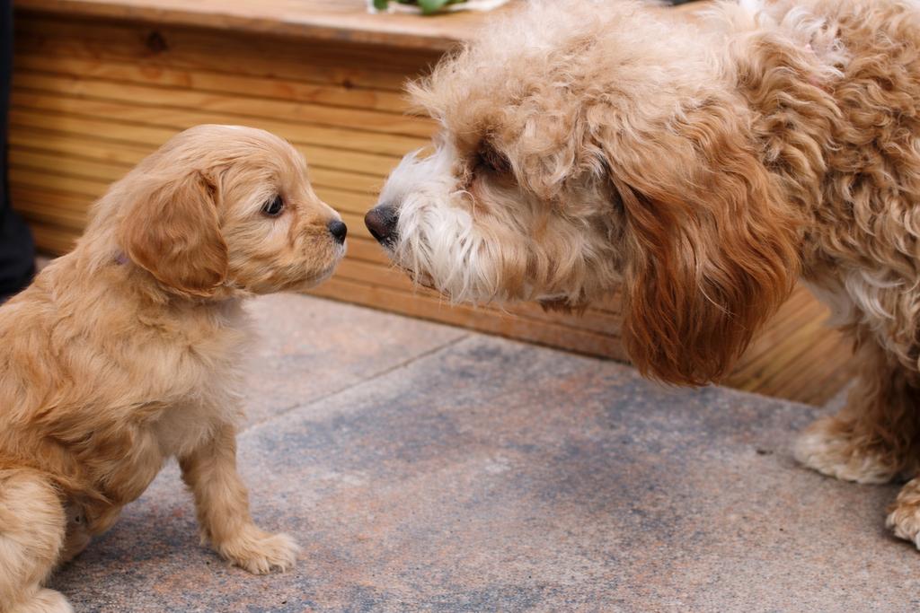 De aller knapste en liefste maltipoo puppys ️❤️, Poedel, Parvo, 8 tot 15 weken, Meerdere